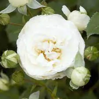 Graceful White Rose 